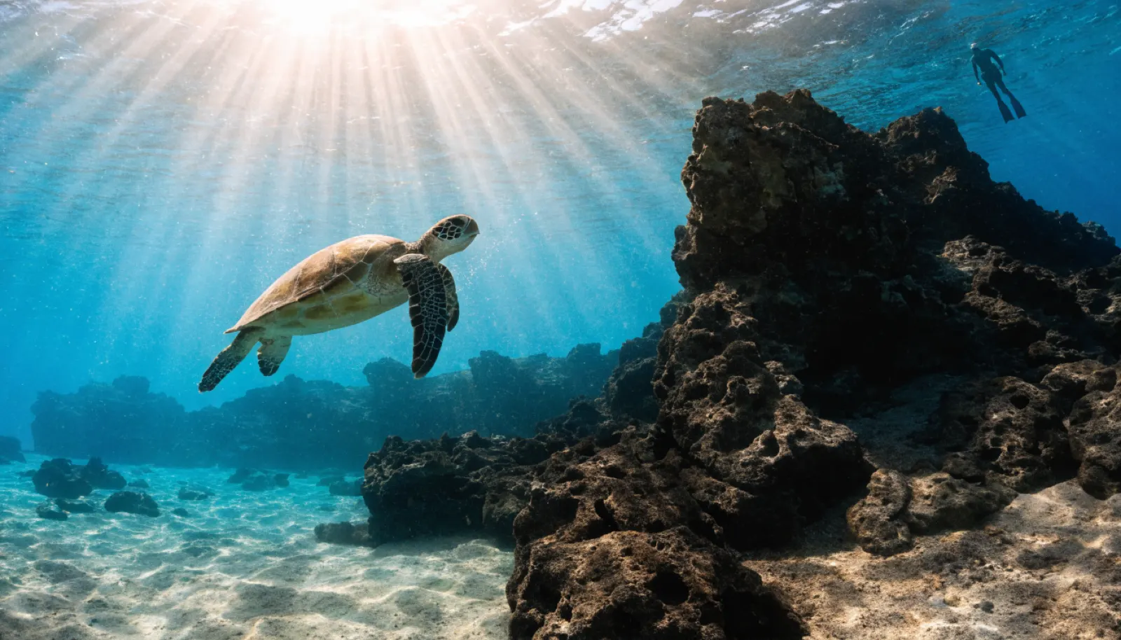 Tortuga marina en aguas turquesas junto a un buceador, turismo sostenible Canarias